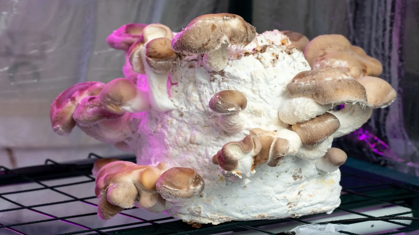 buy mushrooms online in California