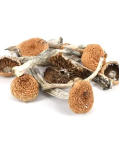 BUY mazatapec mushrooms